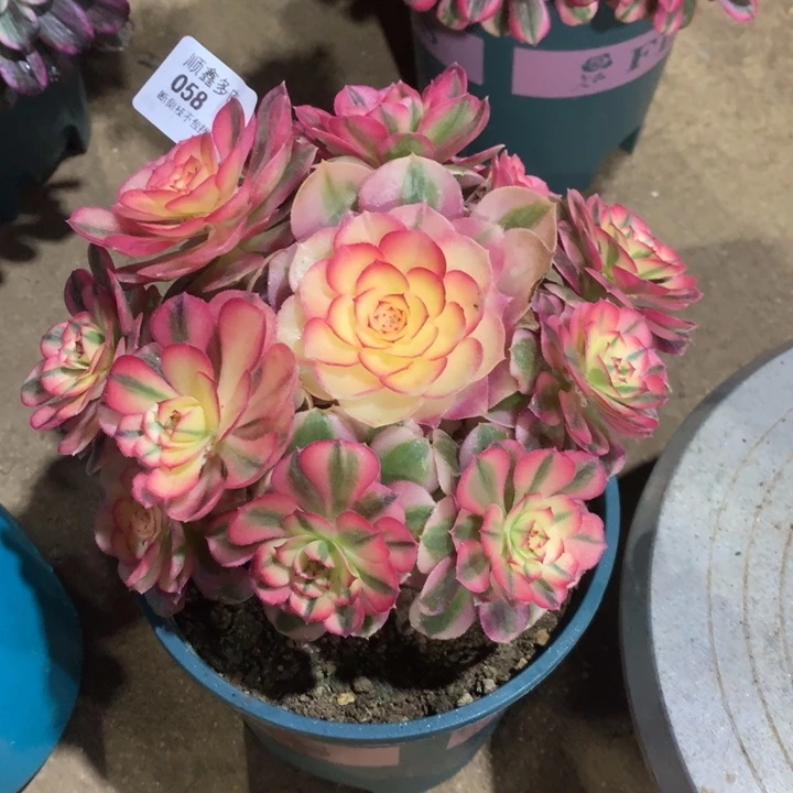 058荔枝多肉植物