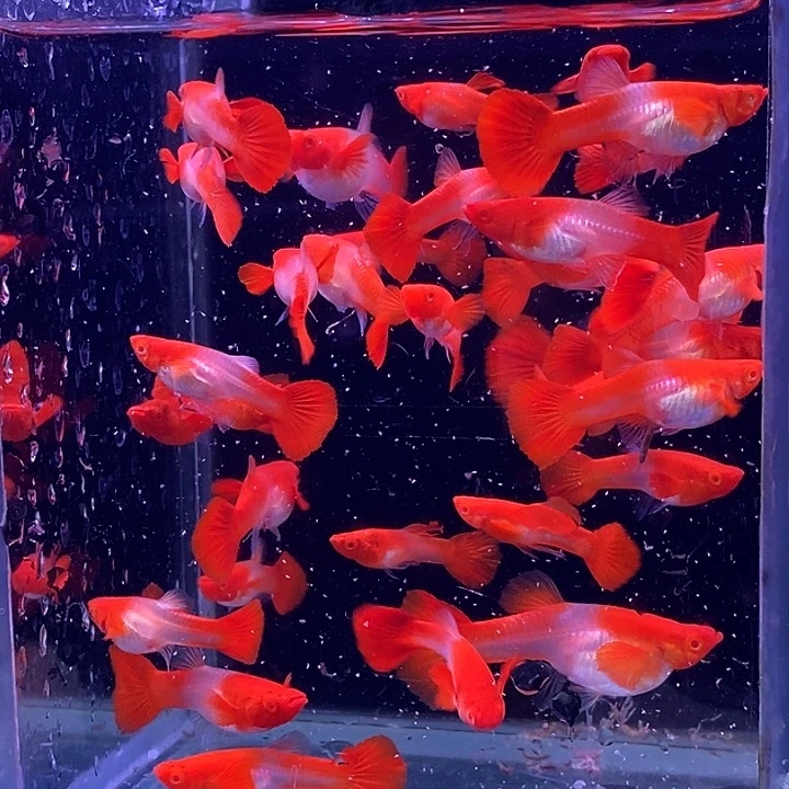 孔雀鱼小分水30条