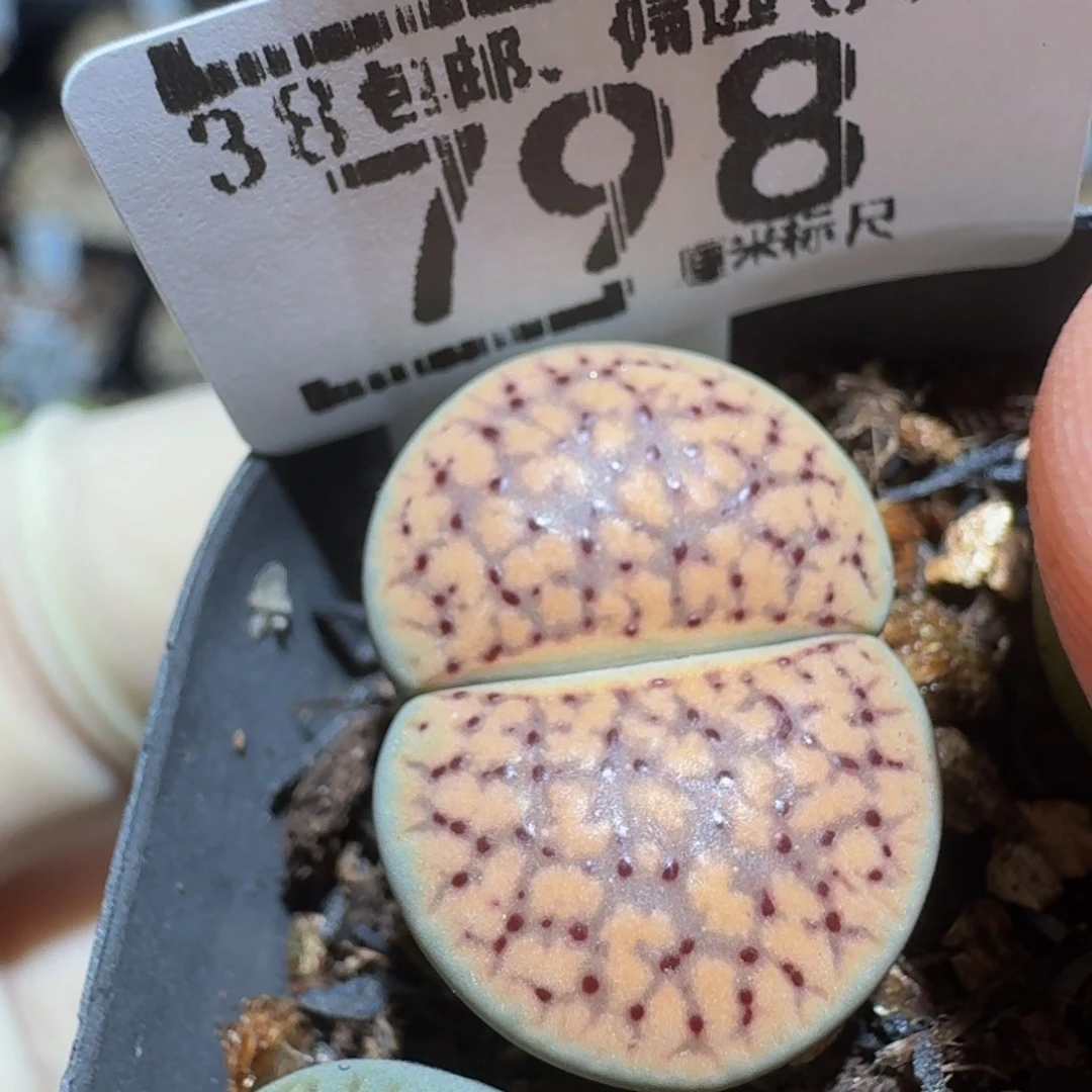 zzzz精品生石花798