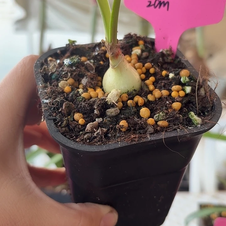 无花朵花王侧球直径2cm
