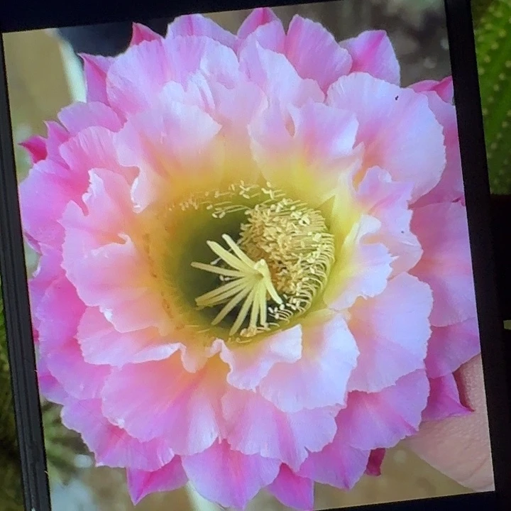 河岸侧芽5公分毛花柱仙人球（20包邮