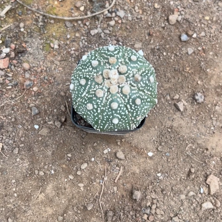 草***乐吉祥如意等名家的