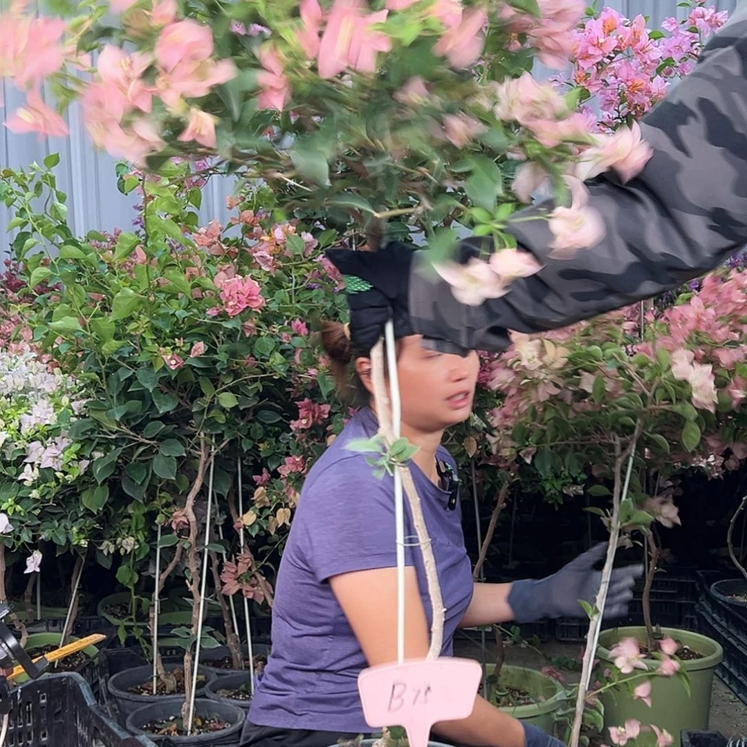 v***n大部分花苞少量开放B75卡亚塔