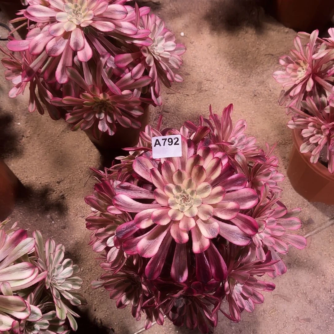 屁**猪多肉植物十里红妆792