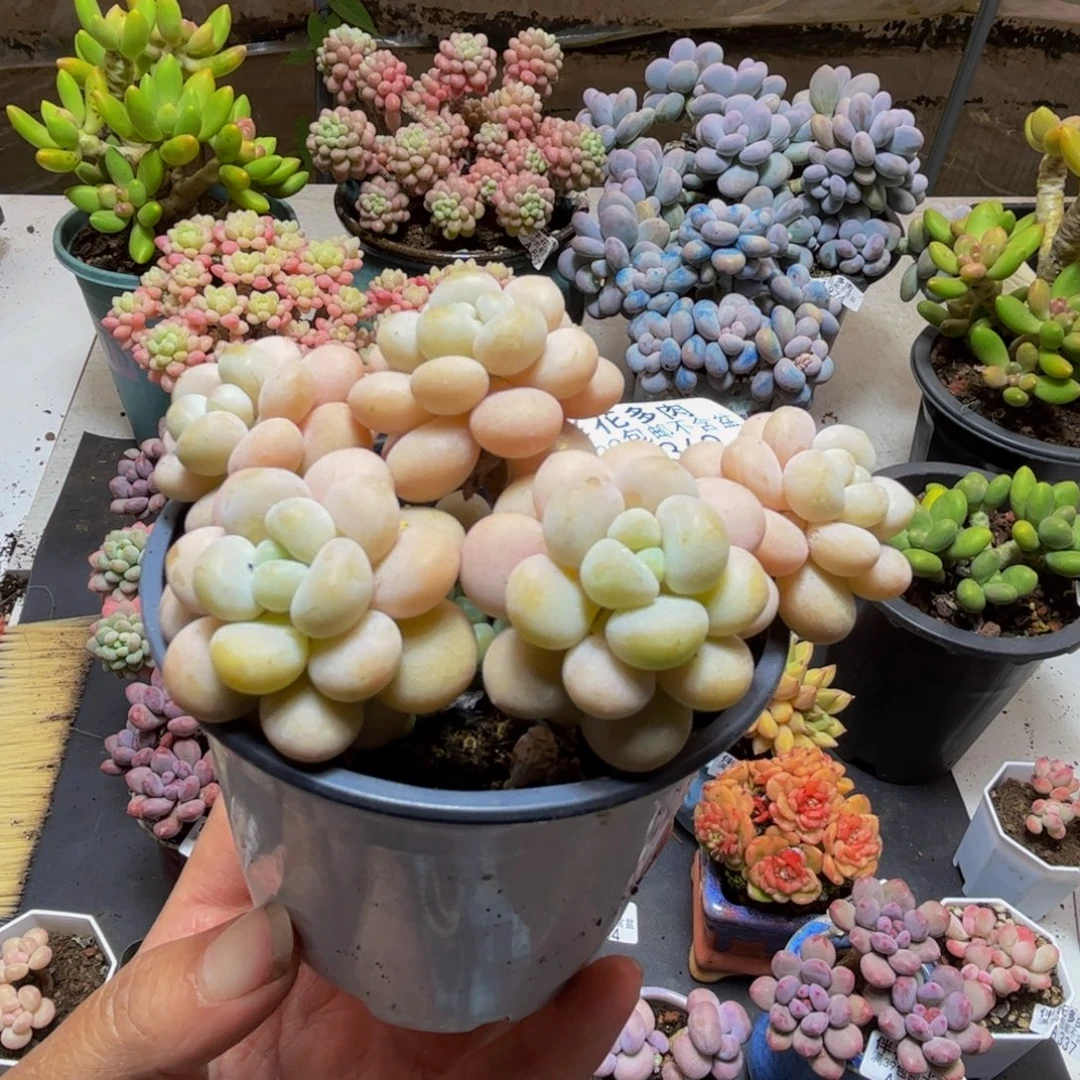 369洛可可8cm多肉