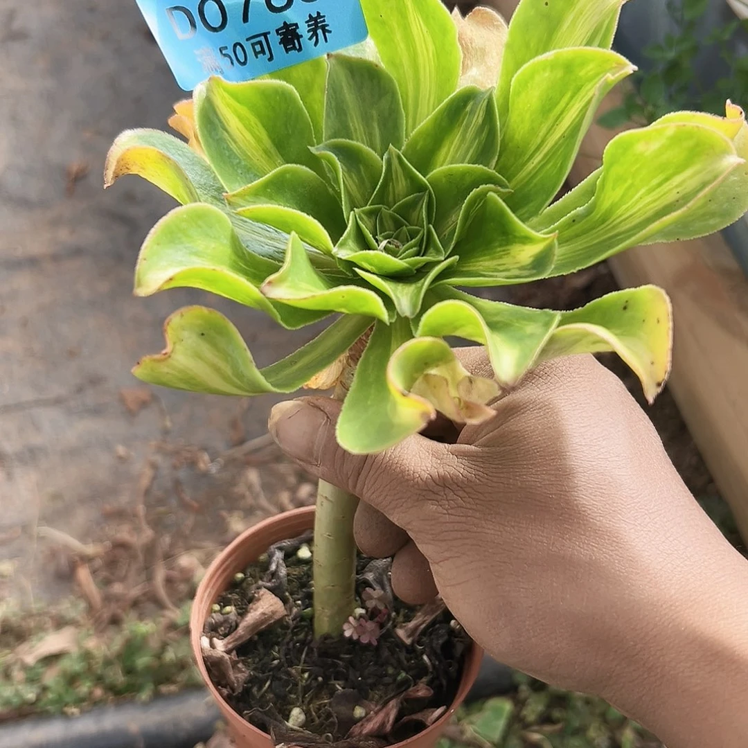 763绿冰中班、多肉植物
