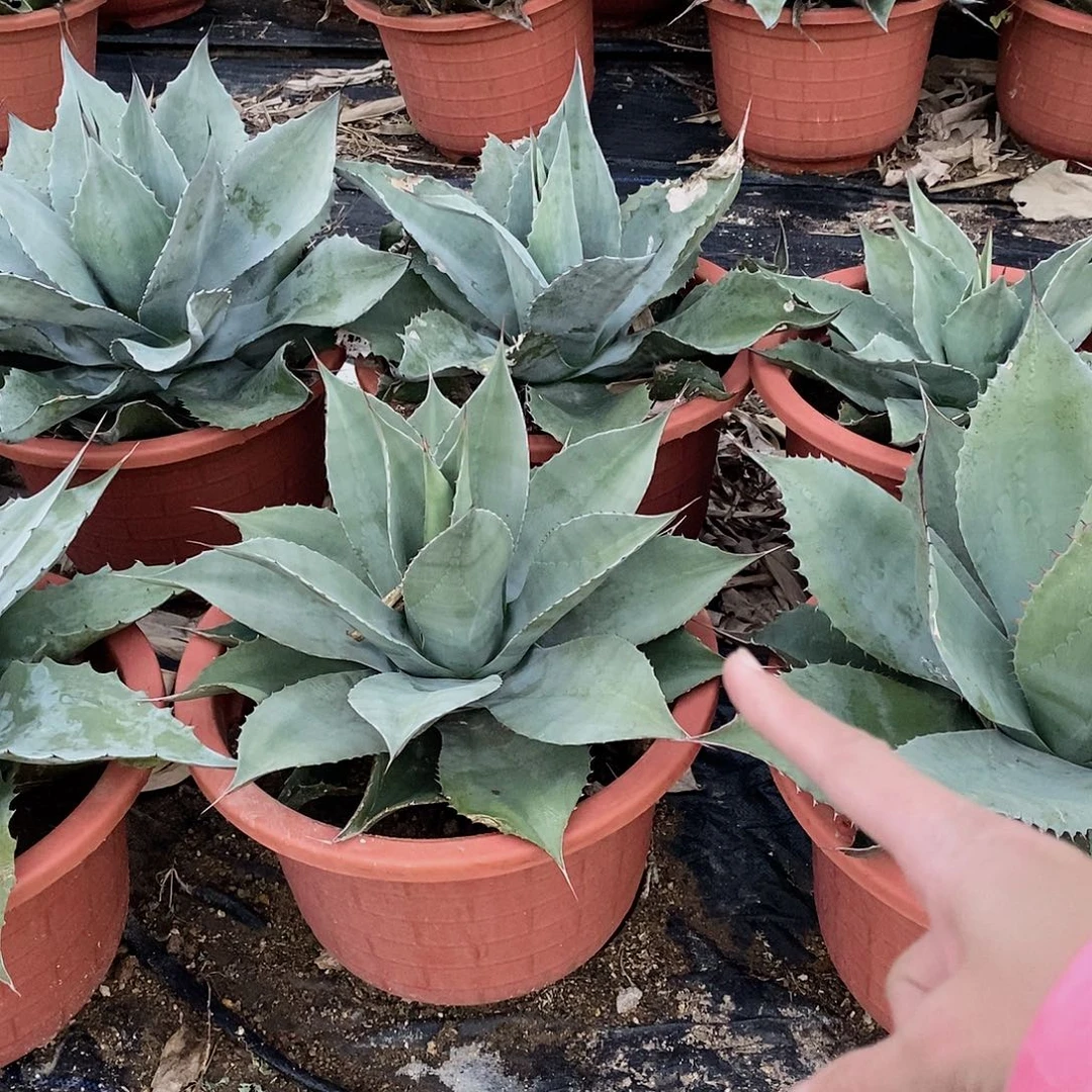 愚***乐1号鲸鱼舌冠幅45公分以上