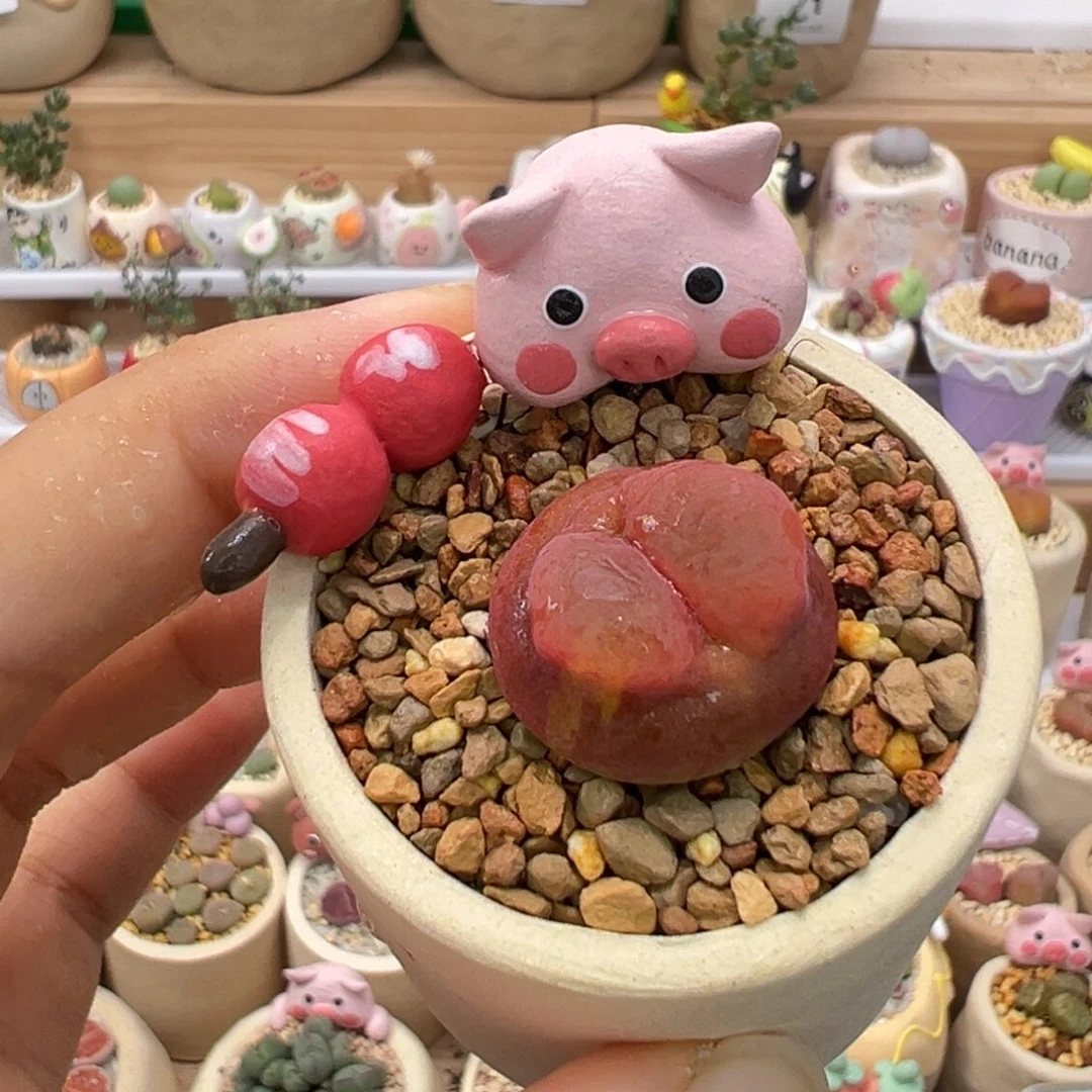 多肉植物89号水蜜桃