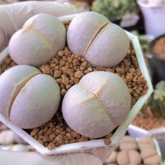 2574，2.7-2.8厘米高尔夫