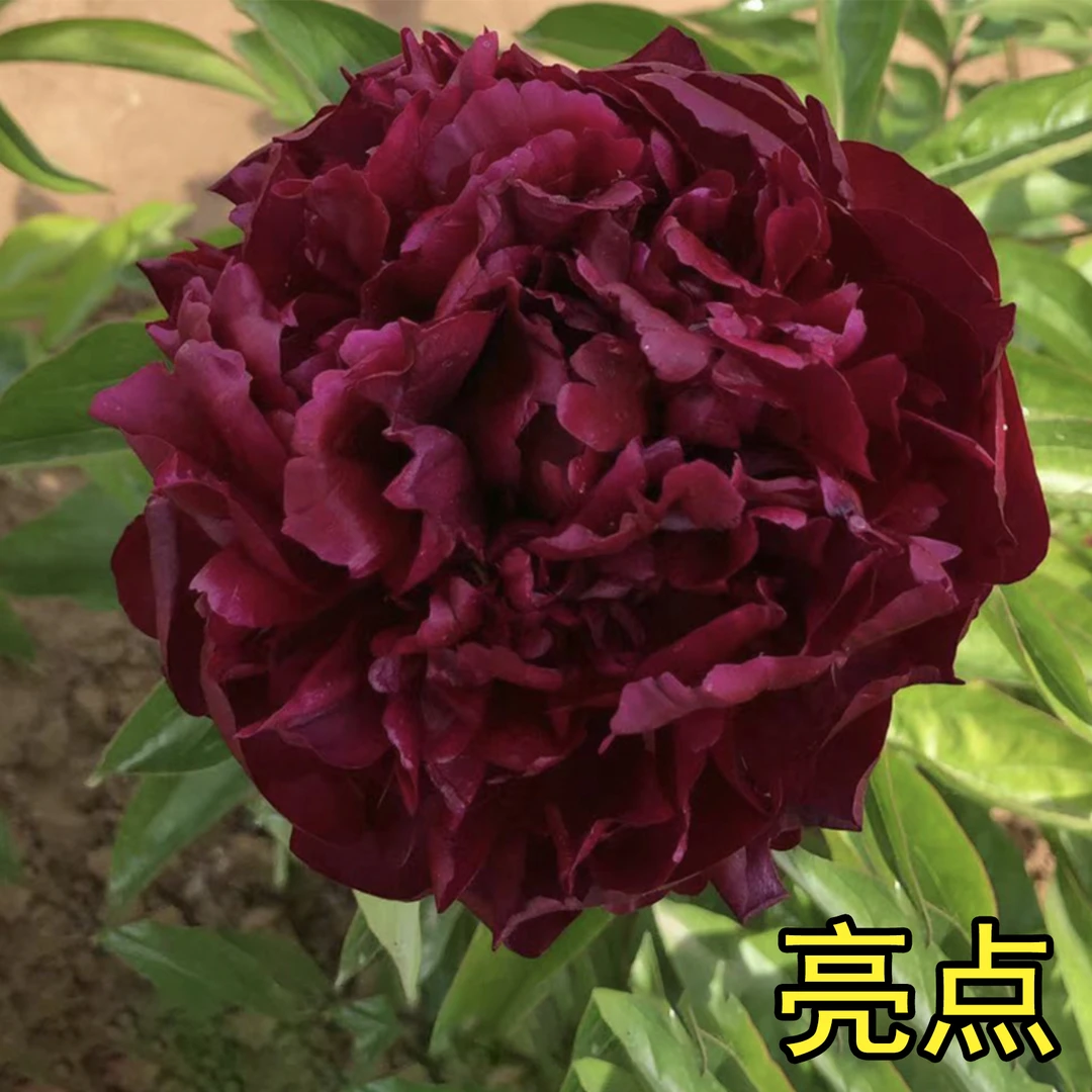 芍药【亮点】基地直发，先发卡片，秋季裸根发苗