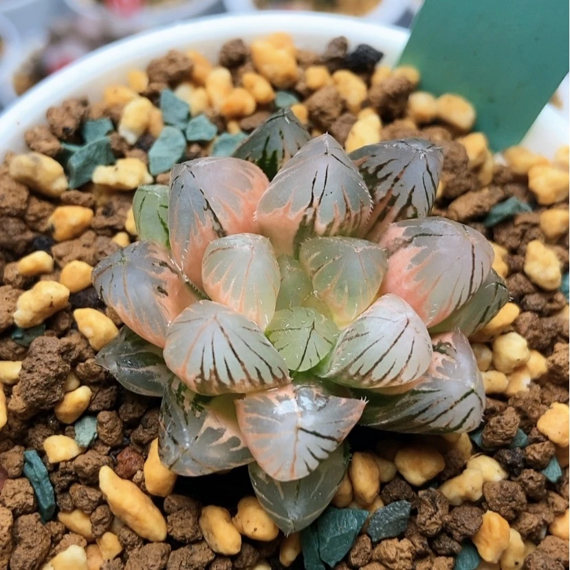 【闪购商品】尚*霓虹灯147