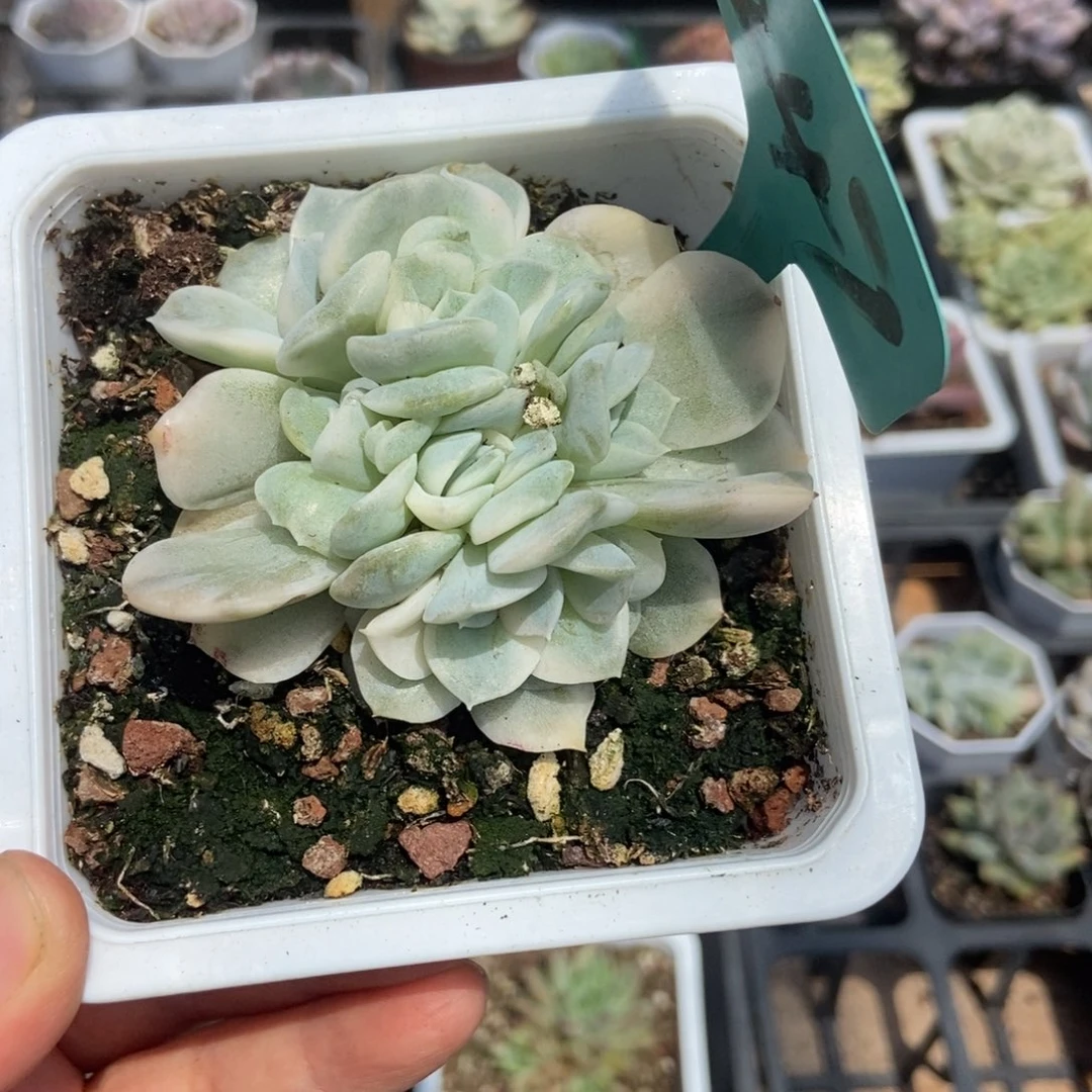 247墨西哥雪球锦多肉植物保护