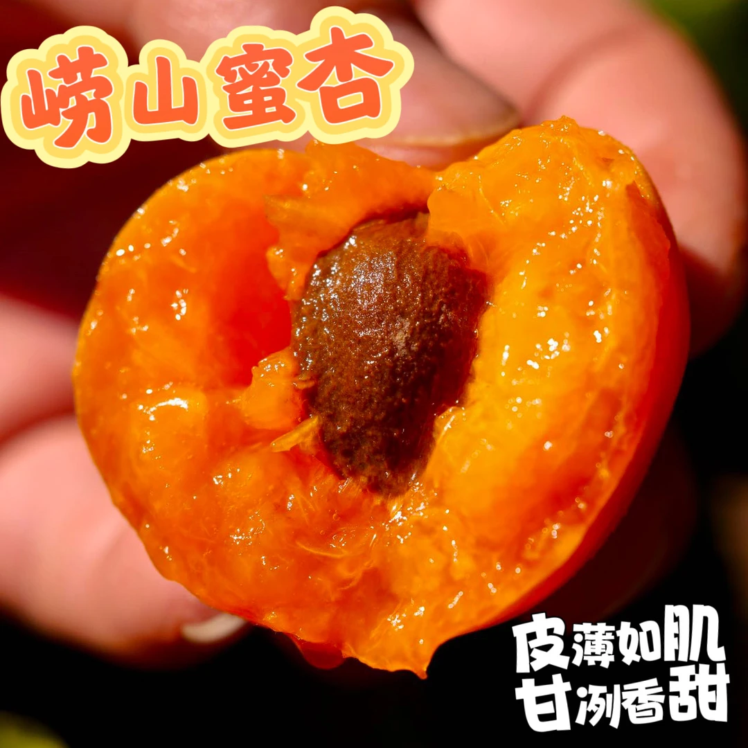青岛崂山蜜杏 皮薄如肌 甘冽香甜 只卖1周左右 3.6斤起 顺丰陆运
