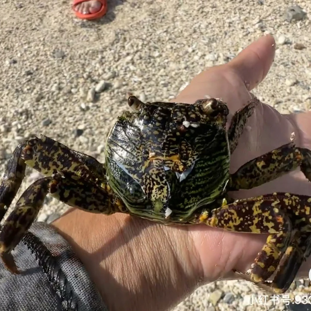 宠物蟹方文蟹海里小宠物