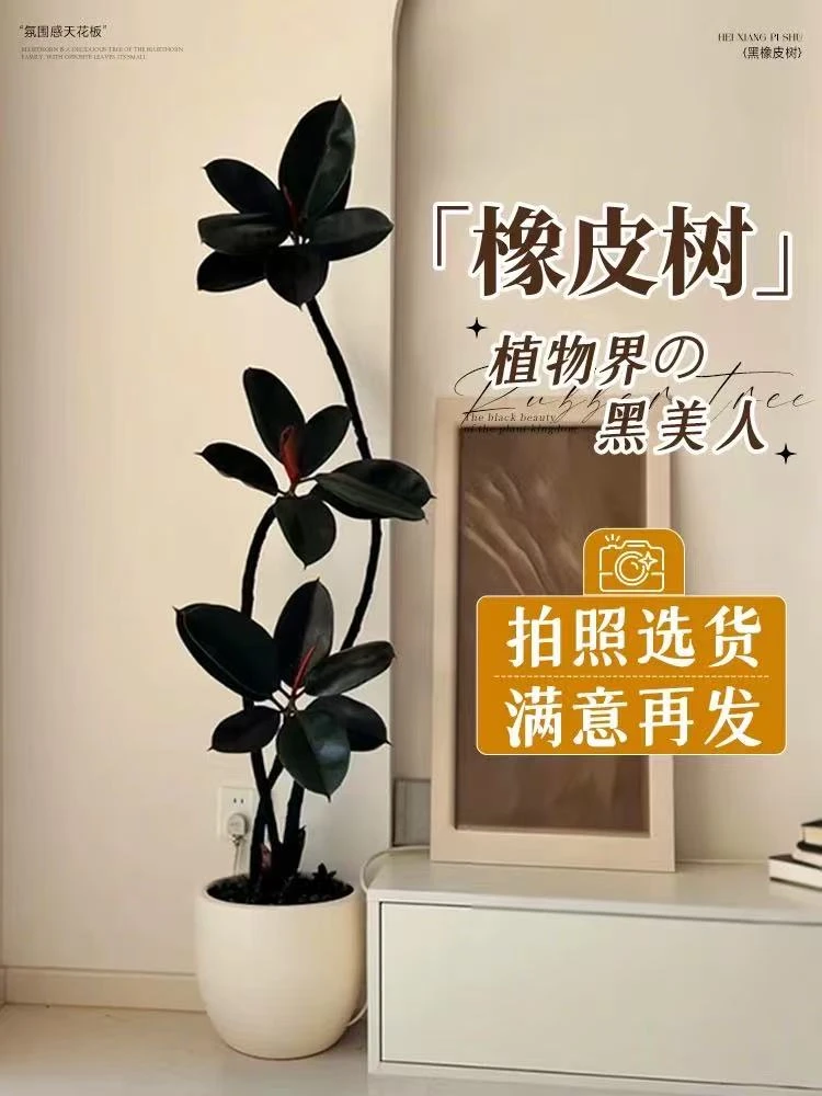 大型黑金刚橡皮树盆栽室内客厅办公四季好养净化空气绿植