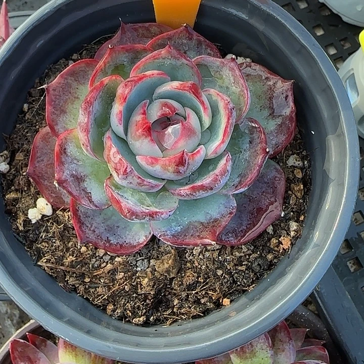 简***尼78 惊鸿仙子多肉植物