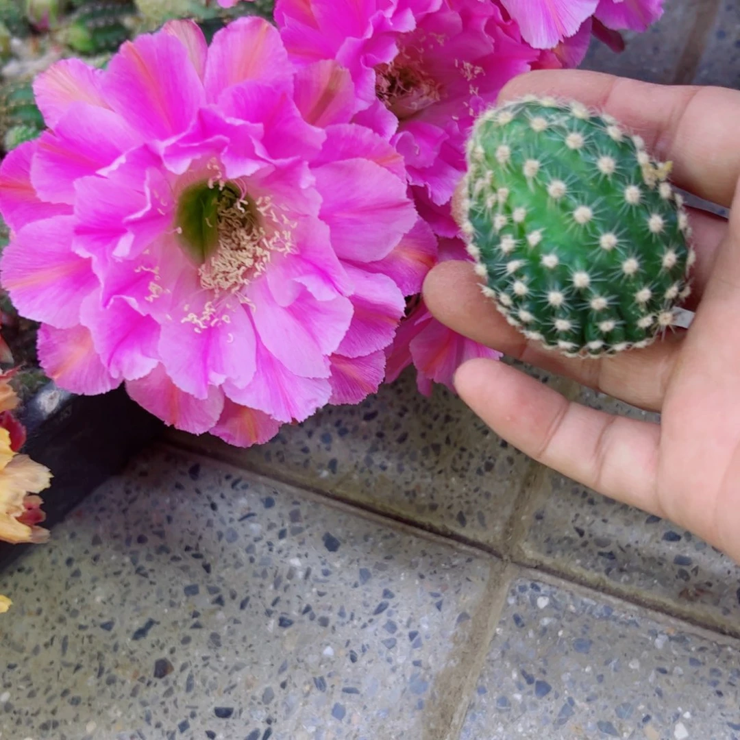 下19彩草贵妇歪无根侧芽4公分左右20包邮