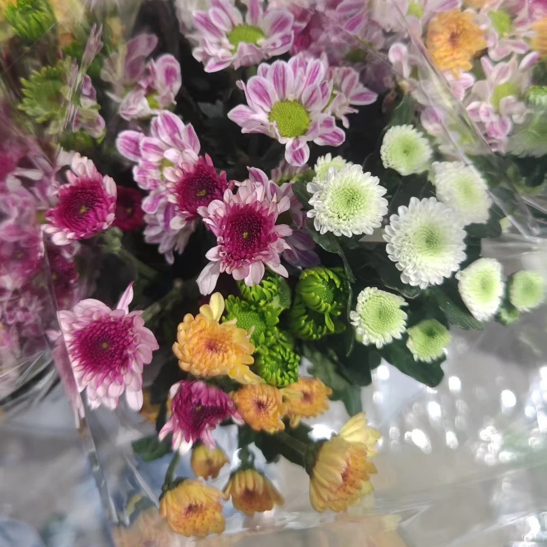 【千寒】随机混色小雏菊次日达顺丰包邮