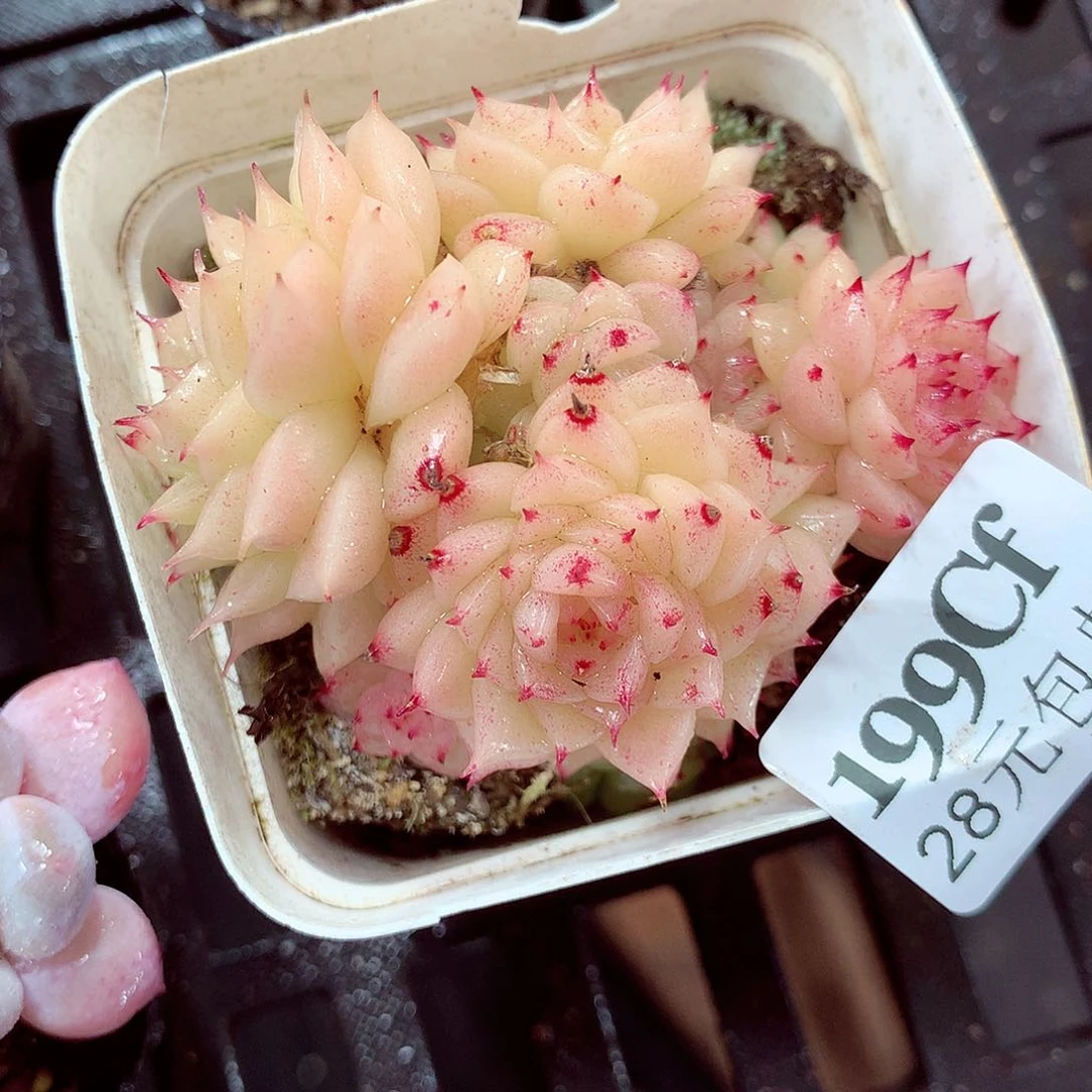 5厘米盆精控多肉199