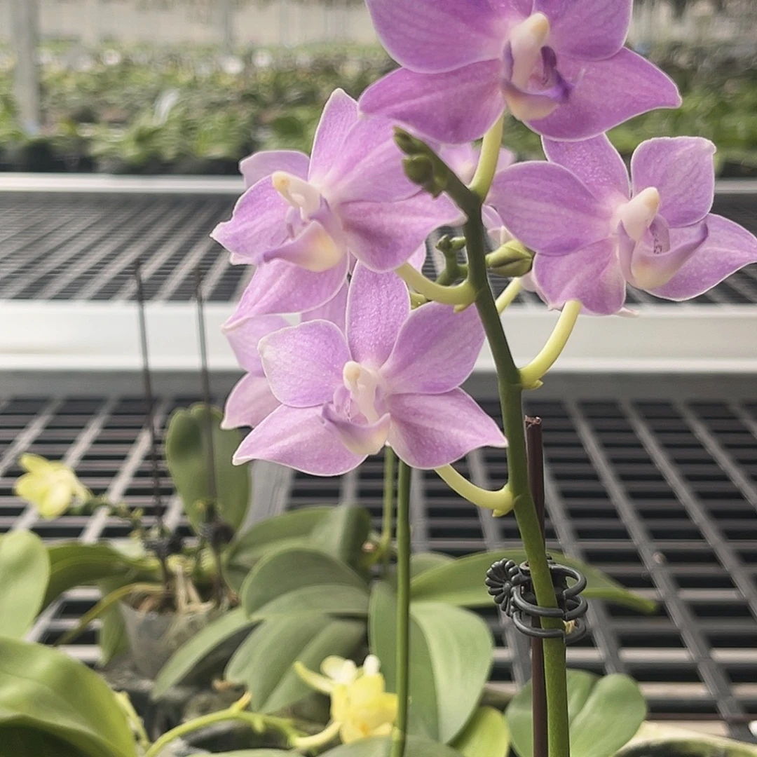 完全开放紫玉铃铛385