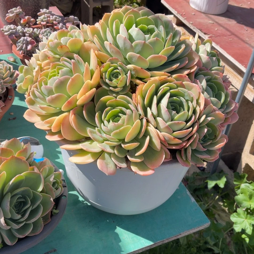 大群桃花坞带盆发货