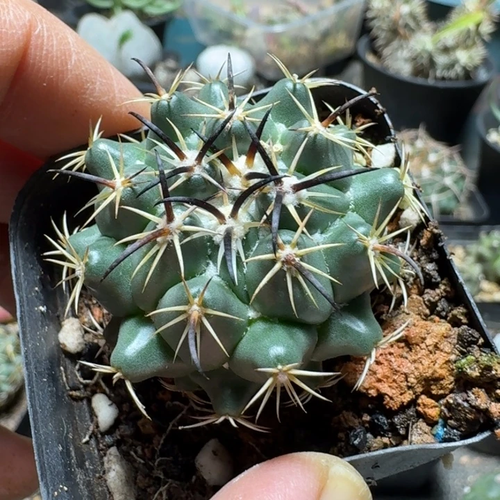 675钢钉实生脱土发货