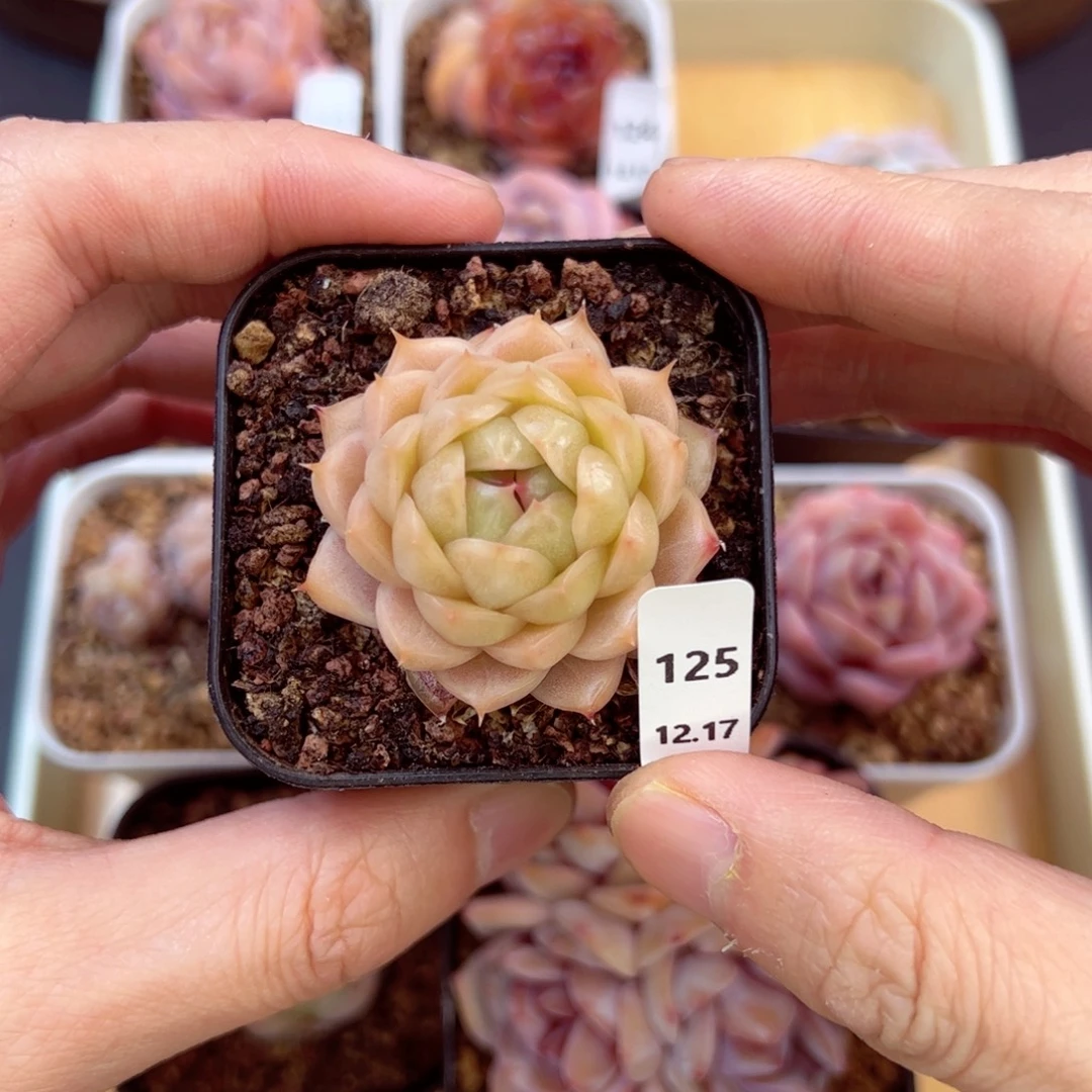 好好看125、哈哈哈哈