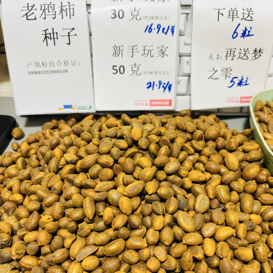 花卉种子 林木老鸦柿果子种子红果黄果黄葫芦种子新鲜种子