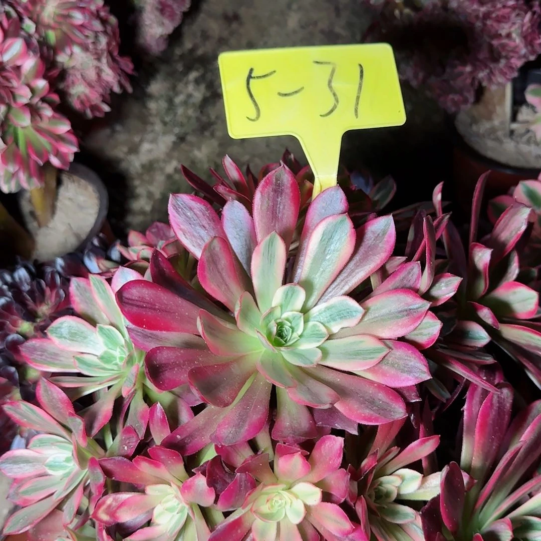 江****姐5-31---多头多肉植物