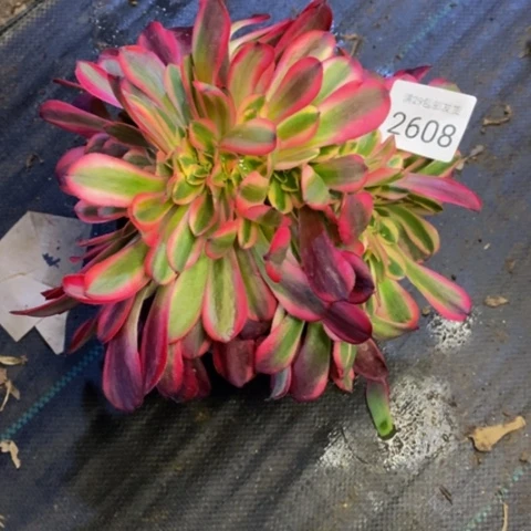 美杜莎多肉植物2608