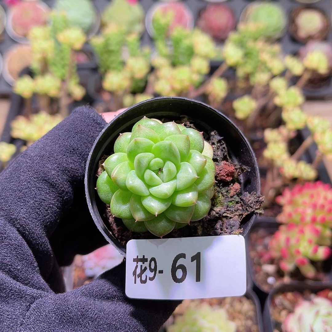 花利美9-61绿水鬼