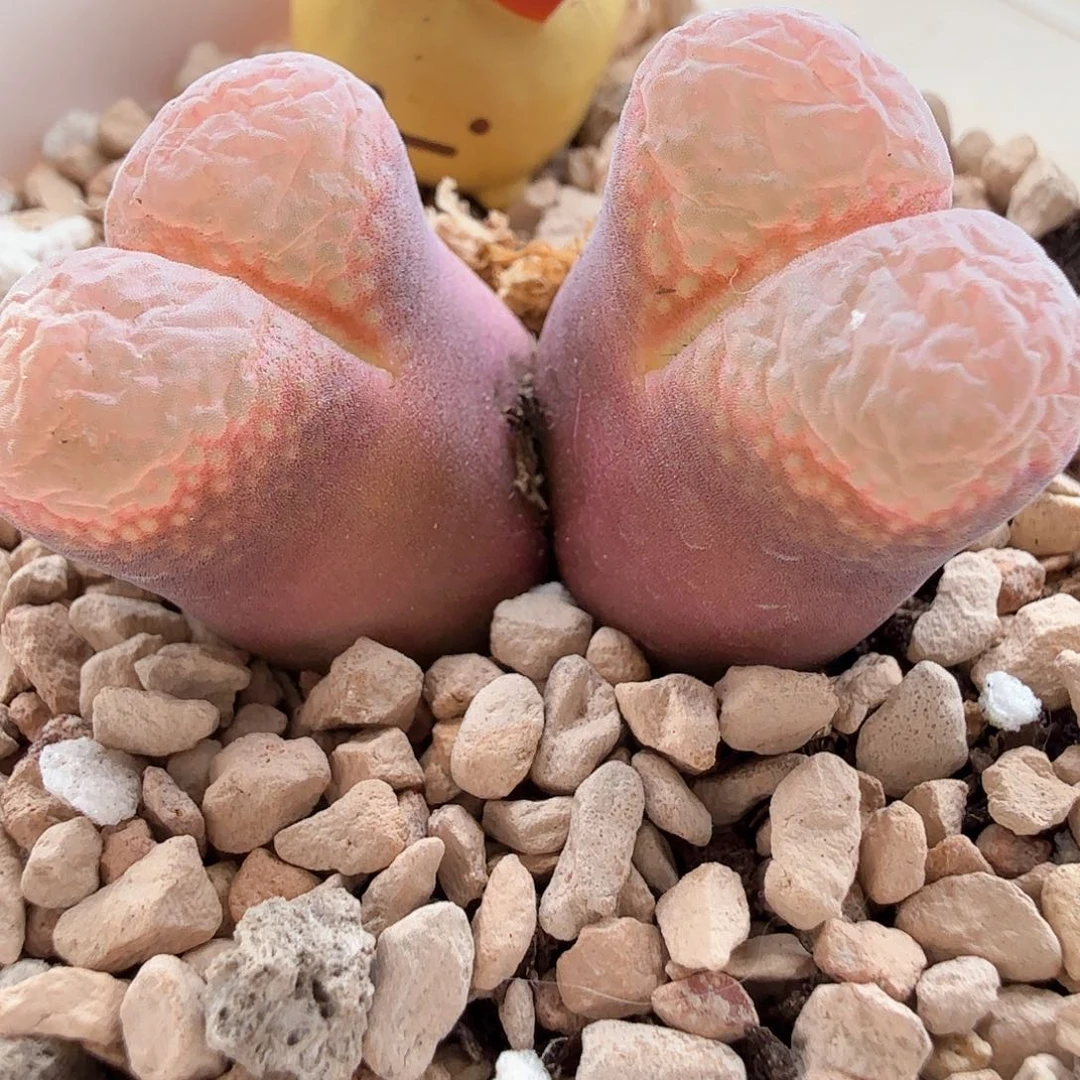 2.6.52/Cm46红风铃微瑕特/多肉植物