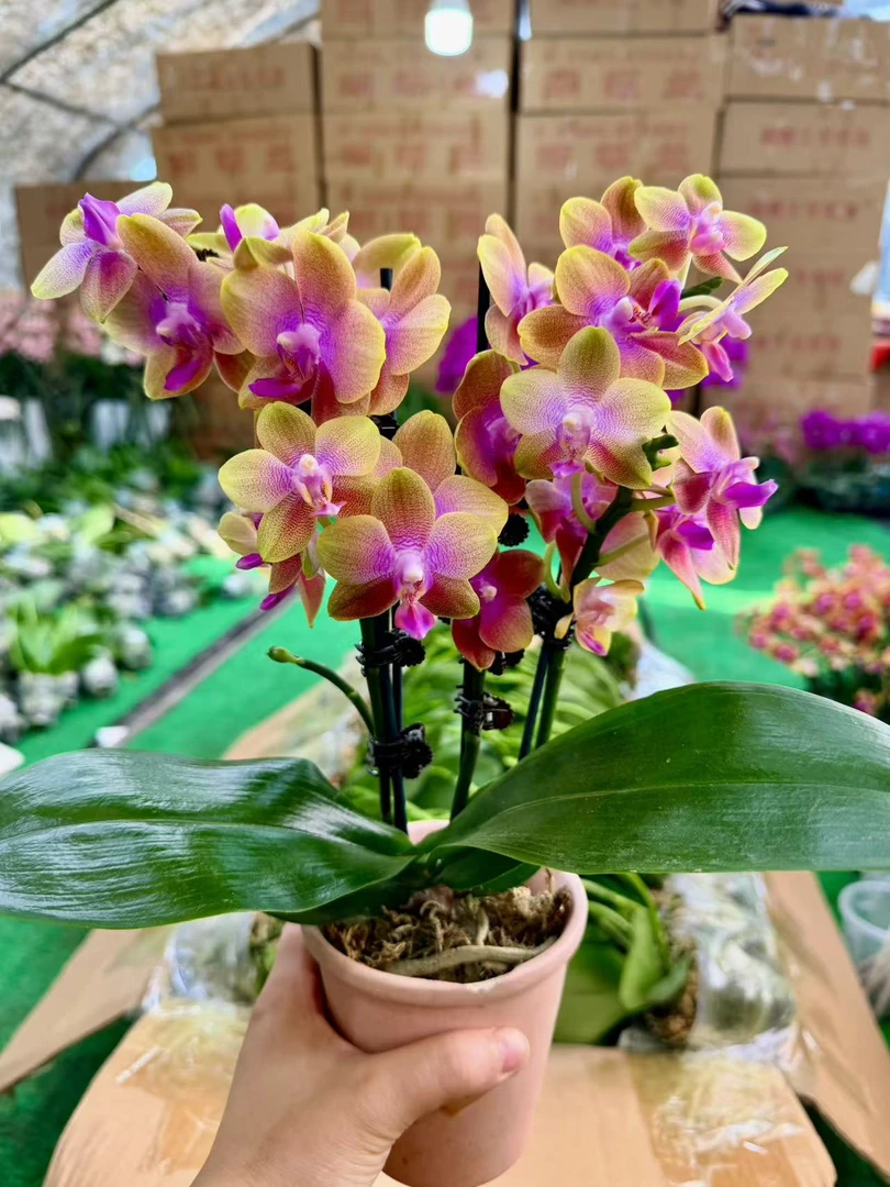 2个花剑  带香味 原生品种 【沙拉黄金】蝴蝶兰