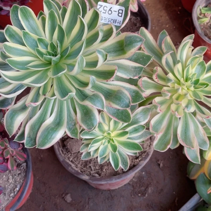 952青莲多肉12345678