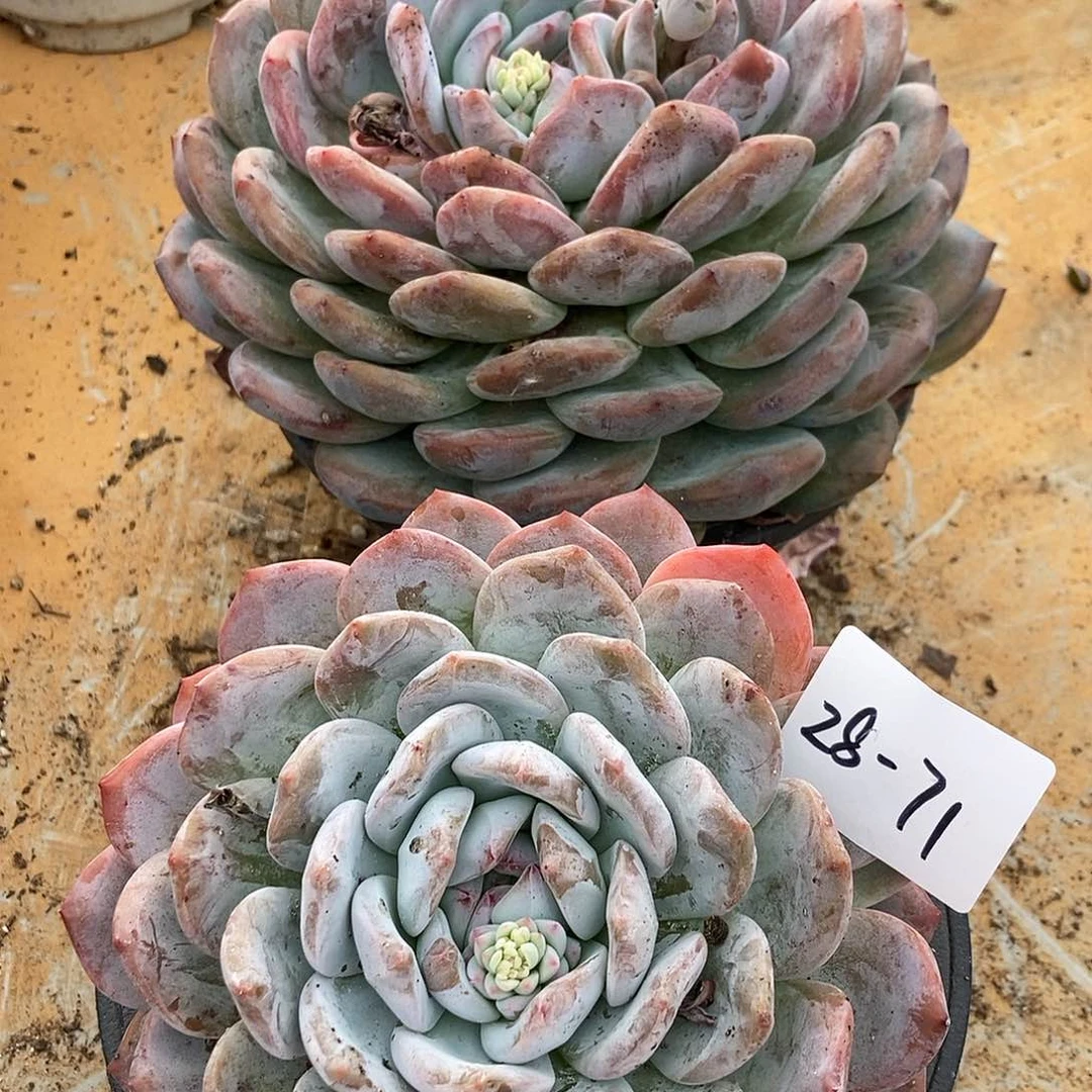 28-71梦露单头随机