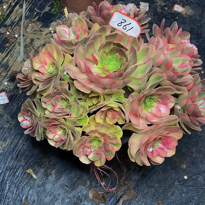 雨荷老桩捧花861号