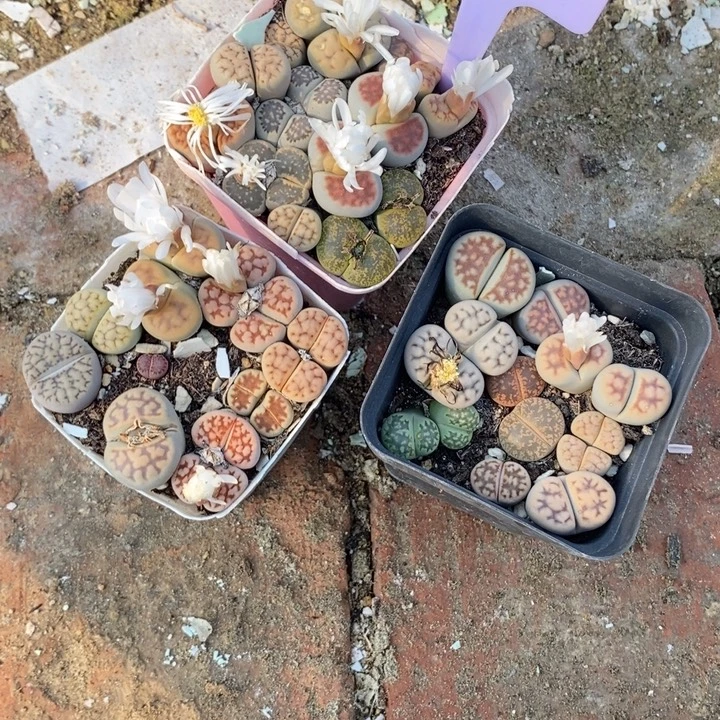 杀***始生石花等植物的生长发育704
