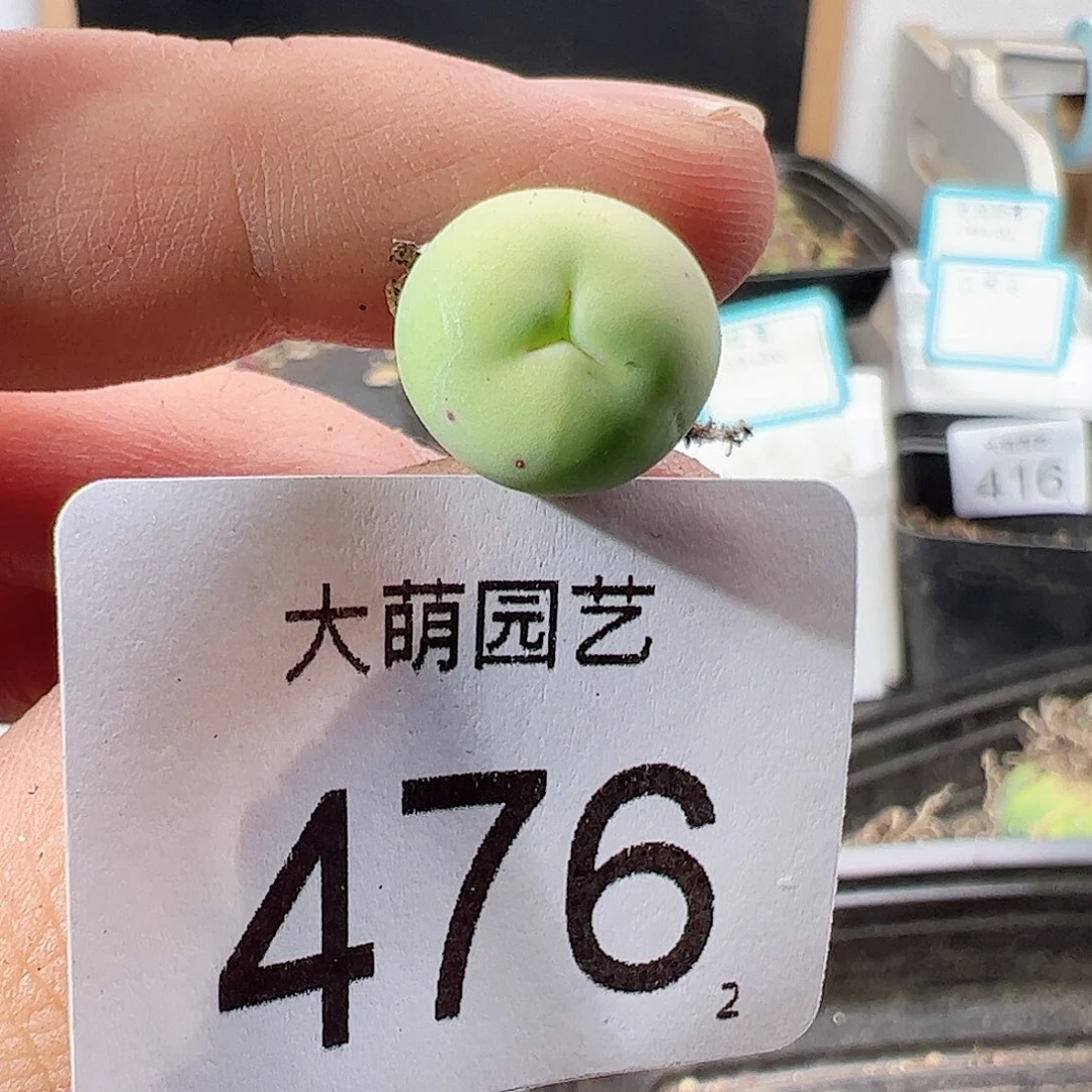 0000476 肉锥一物一拍……