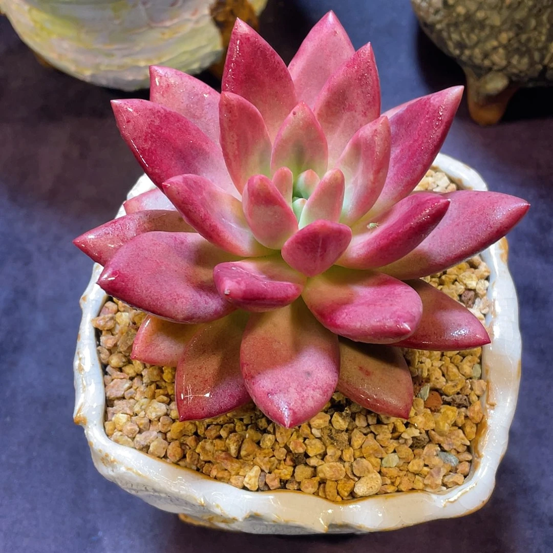 多肉植物脱土包邮