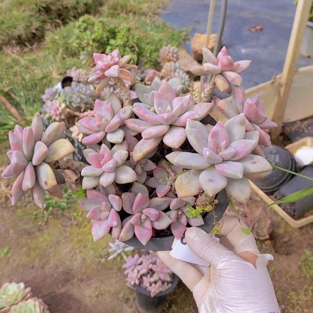 8532不知名一物一拍