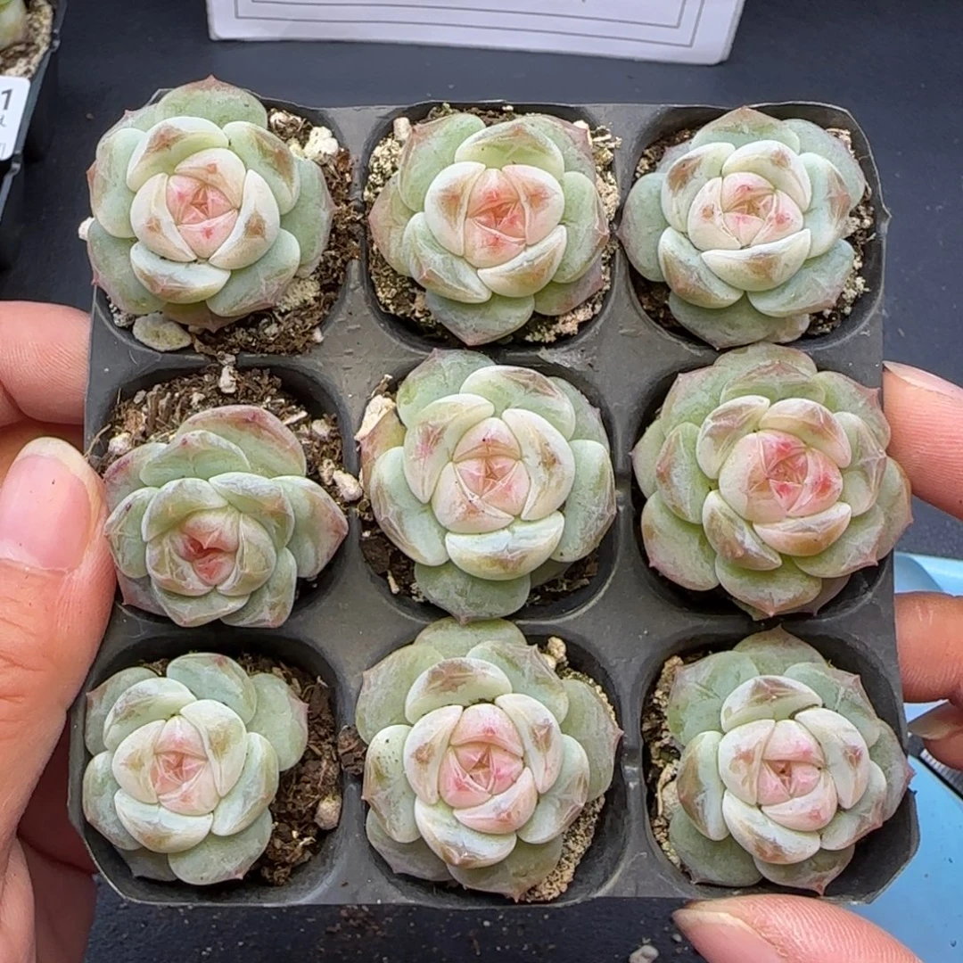 饼***藏【满29包邮非偏远】290九棵