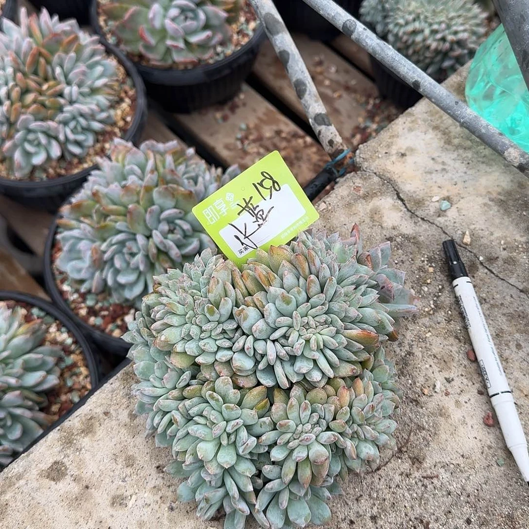 水***心星影缀化一颗脱土