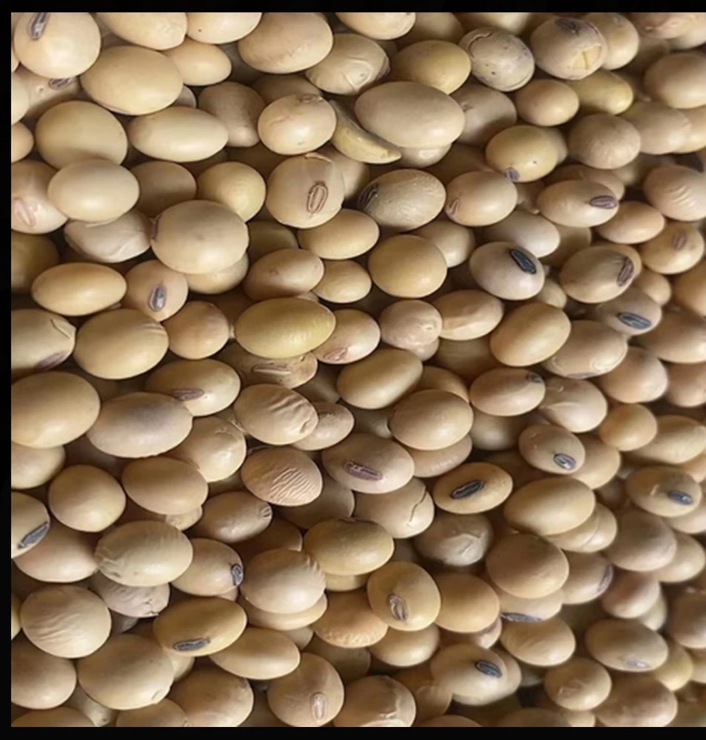 农村自己种植的黄豆