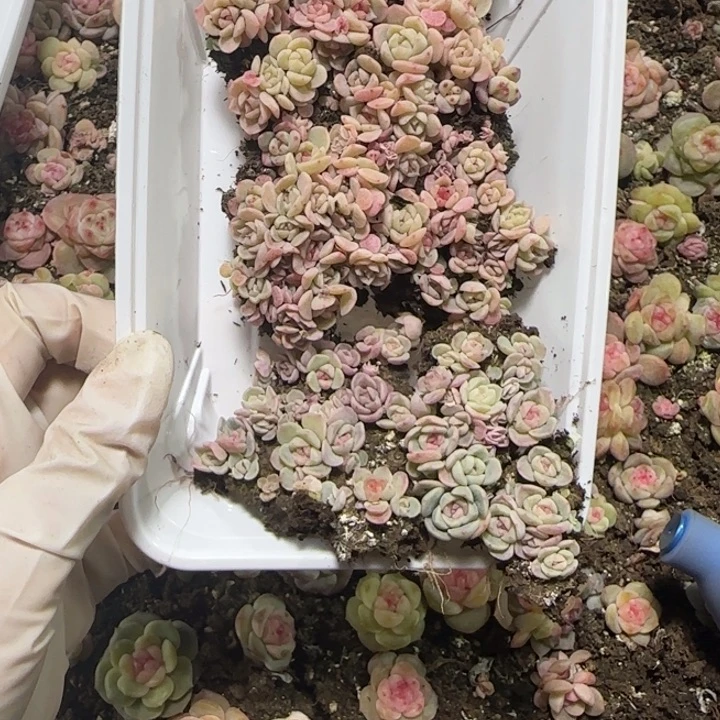 *****6号王者系列多肉一盒