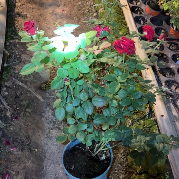 无花朵落日晚霞二加