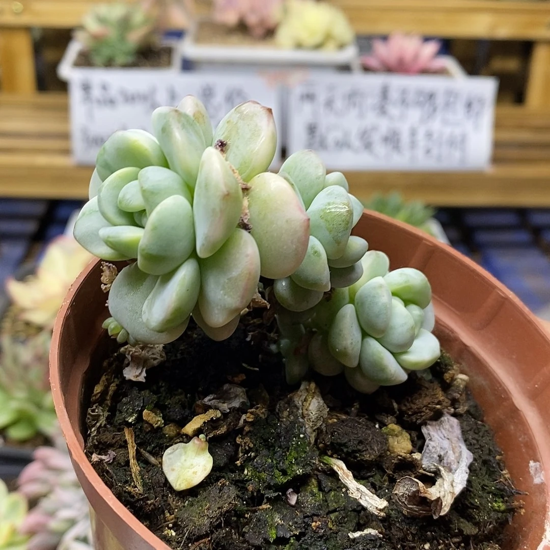 0215 老桩香草锦自然群