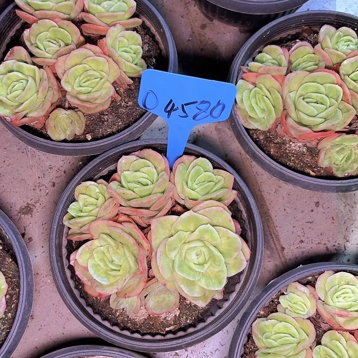 F****?冰玫瑰一物一拍04580