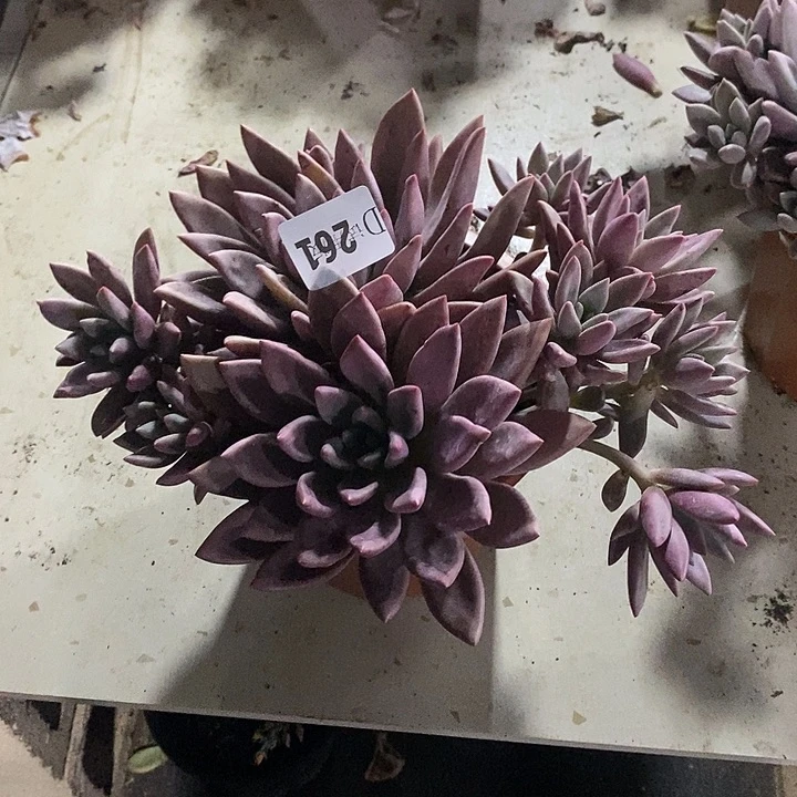 心***情261桃花源多肉植物多肉