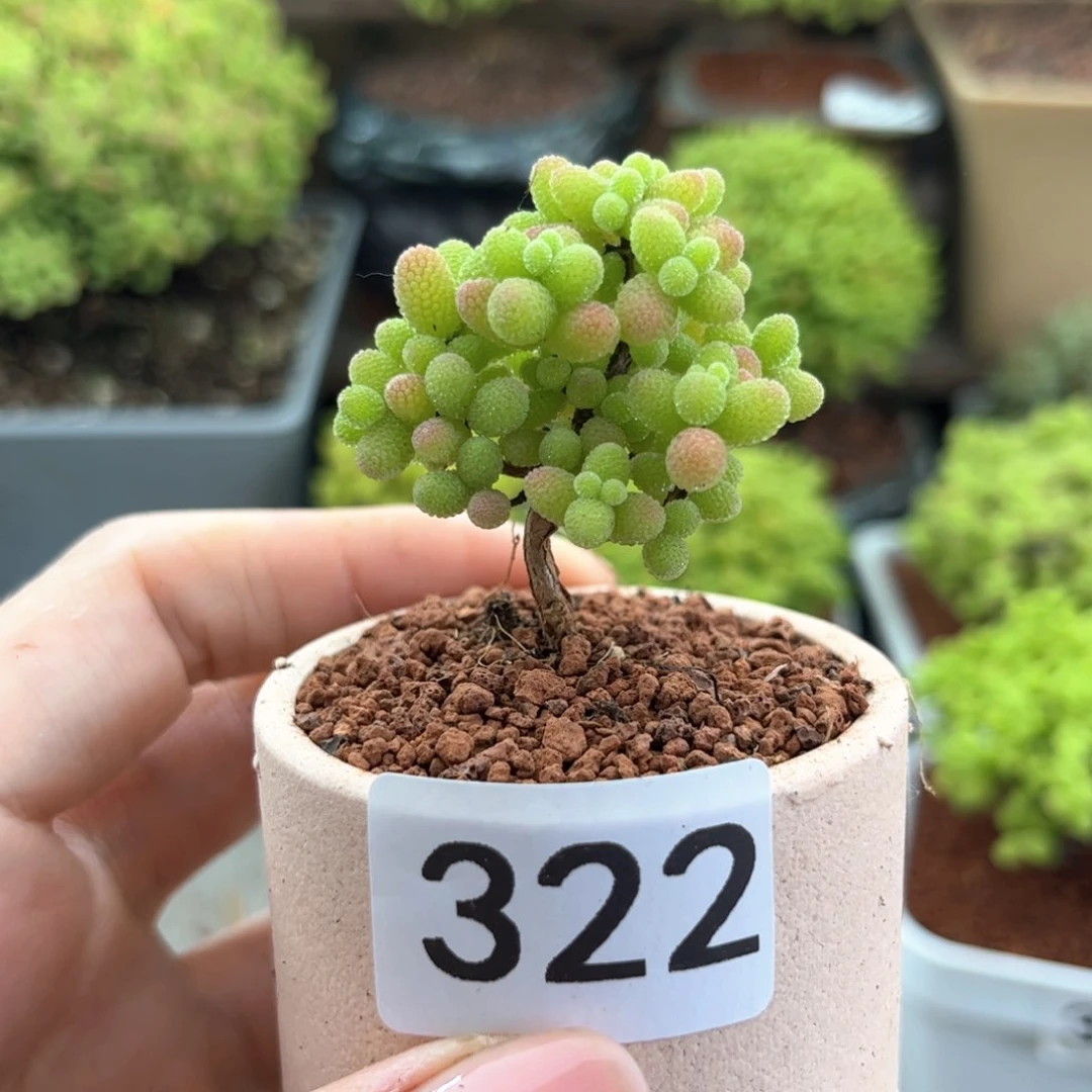 无花朵322金桔可爱多肉植物