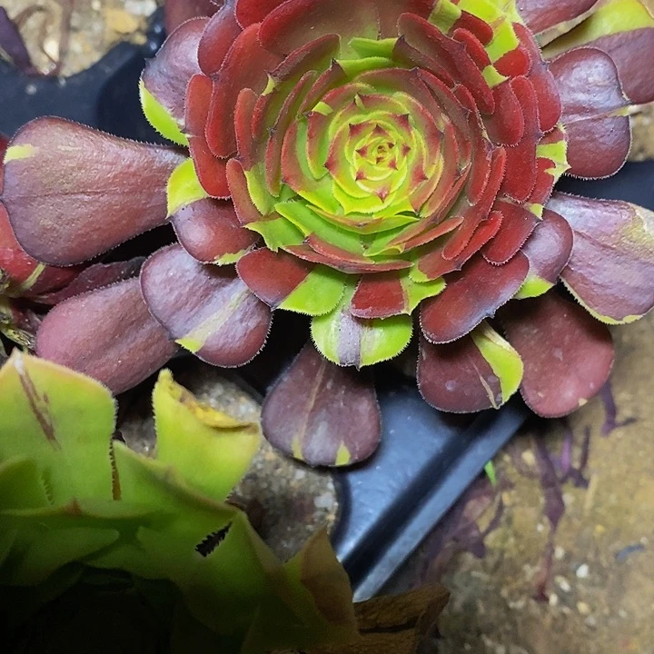 多肉植物保护研究所